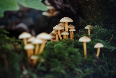 Psilocybine als medicijn mogelijk al deze zomer goedgekeurd in Amerika
